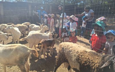 Nursery School Farm Trip to Mooland Farm – A Fun Learning Experience
